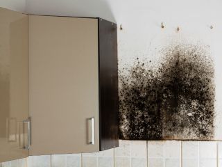 Before-and-After: Effective Mold Removal by Drywall Repair & Remodeling Glendale